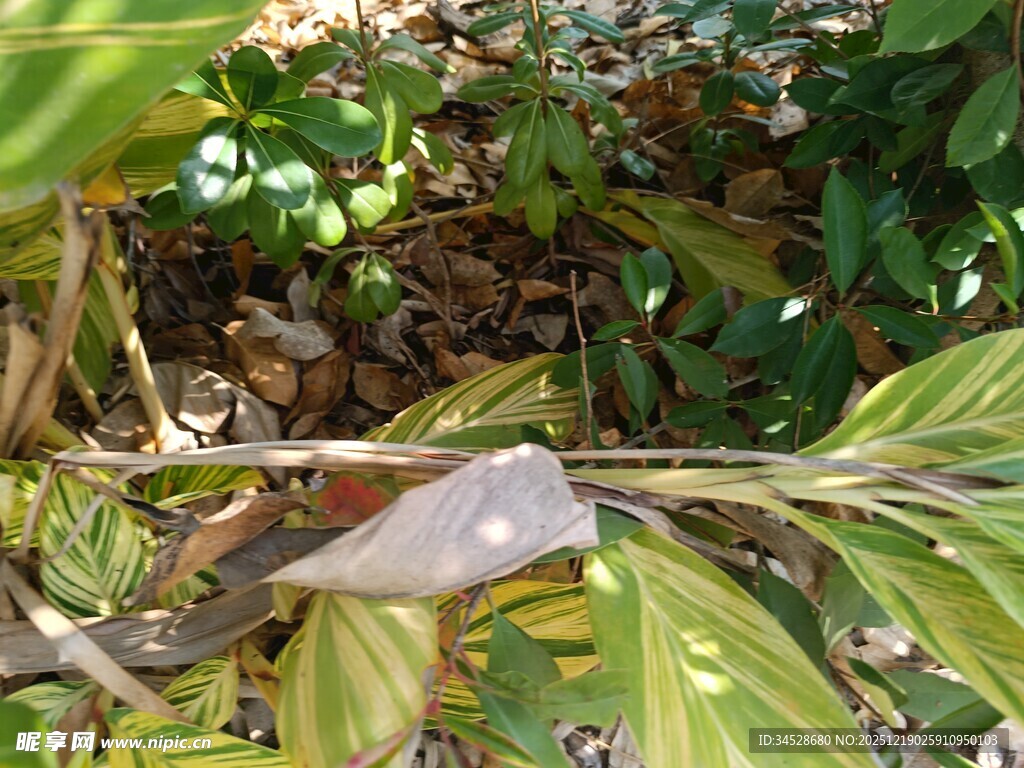 绿叶间的棕色物件