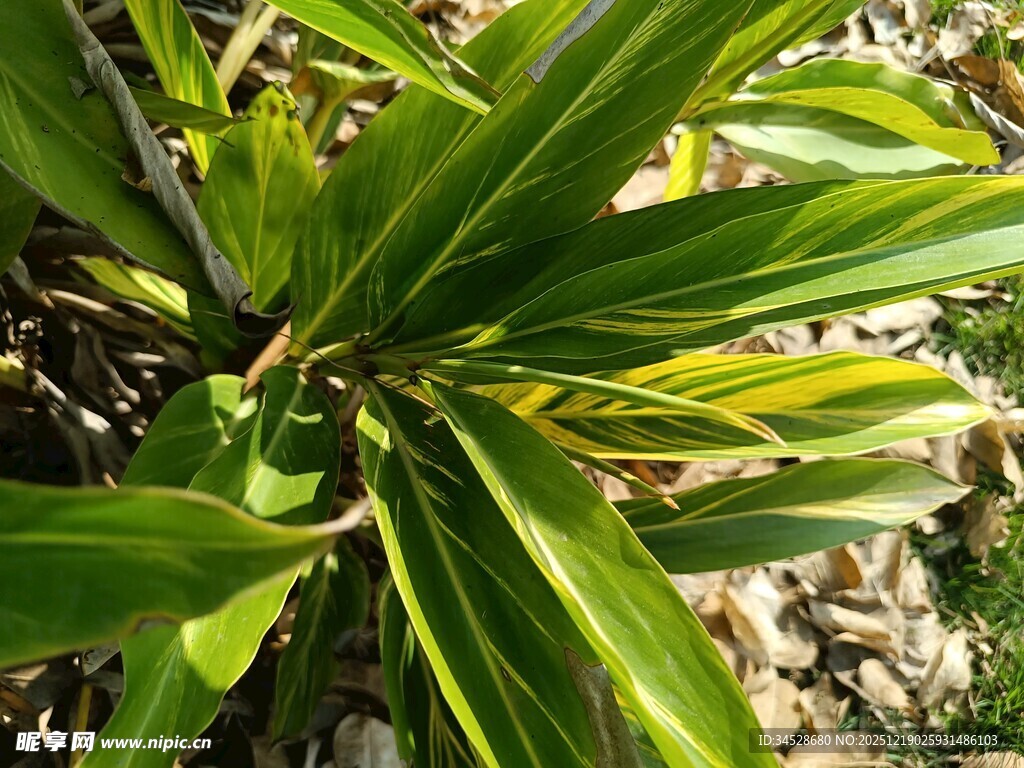翠绿斑斓的龙血树叶片