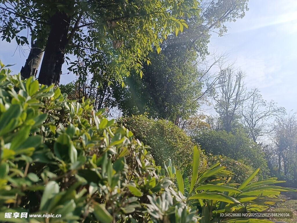 林间绿意盎然的清新小径