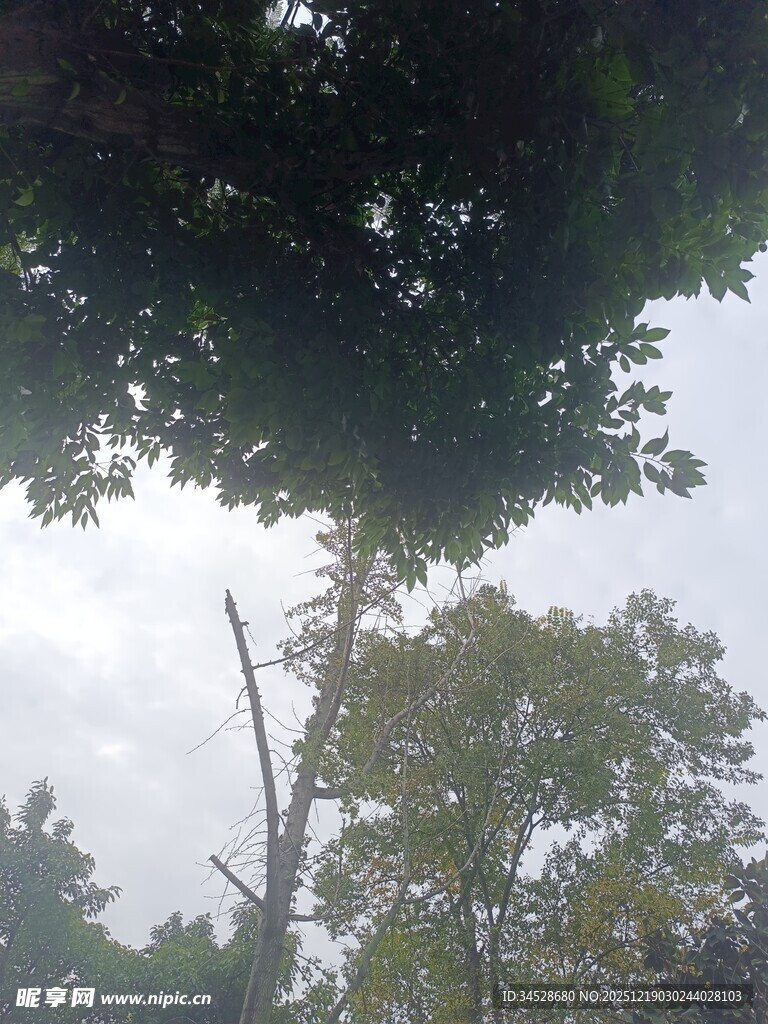 仰视茂密树林树冠景象