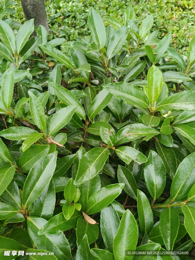 翠绿茂密的植物叶片