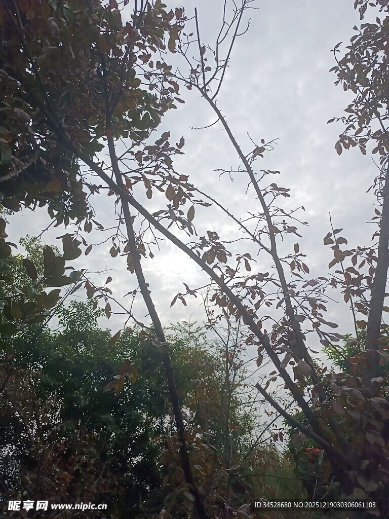 树林间的朦胧天空