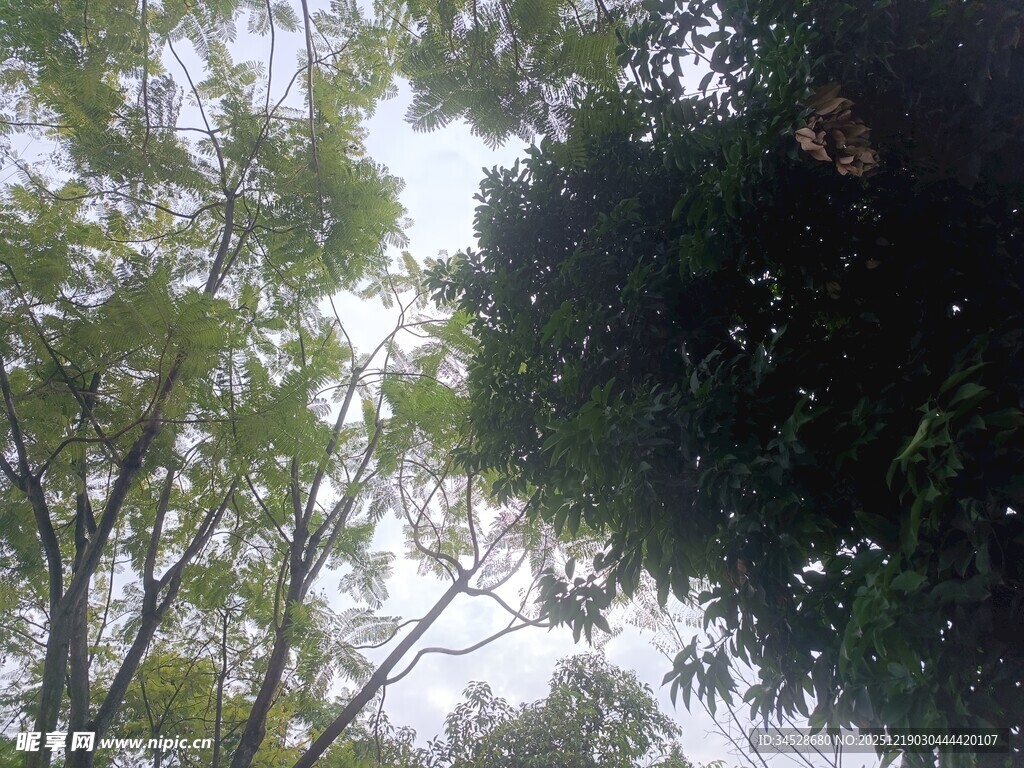 仰视茂密树林树冠