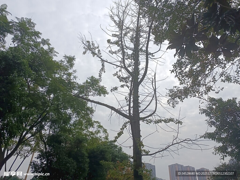 雨中枯树立于葱郁林木间