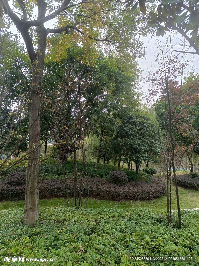 林间绿意盎然的自然景致