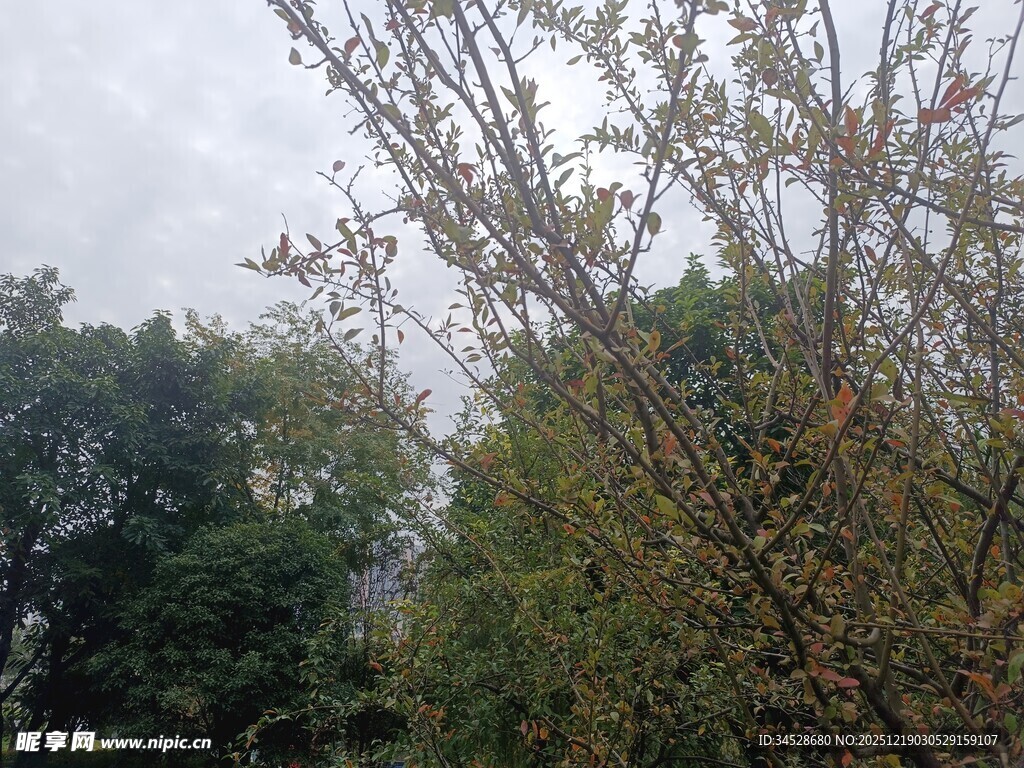 秋日树林中的繁茂枝叶