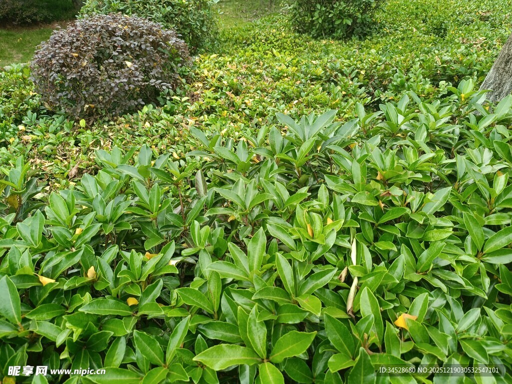 绿意盎然的茂密植物景观