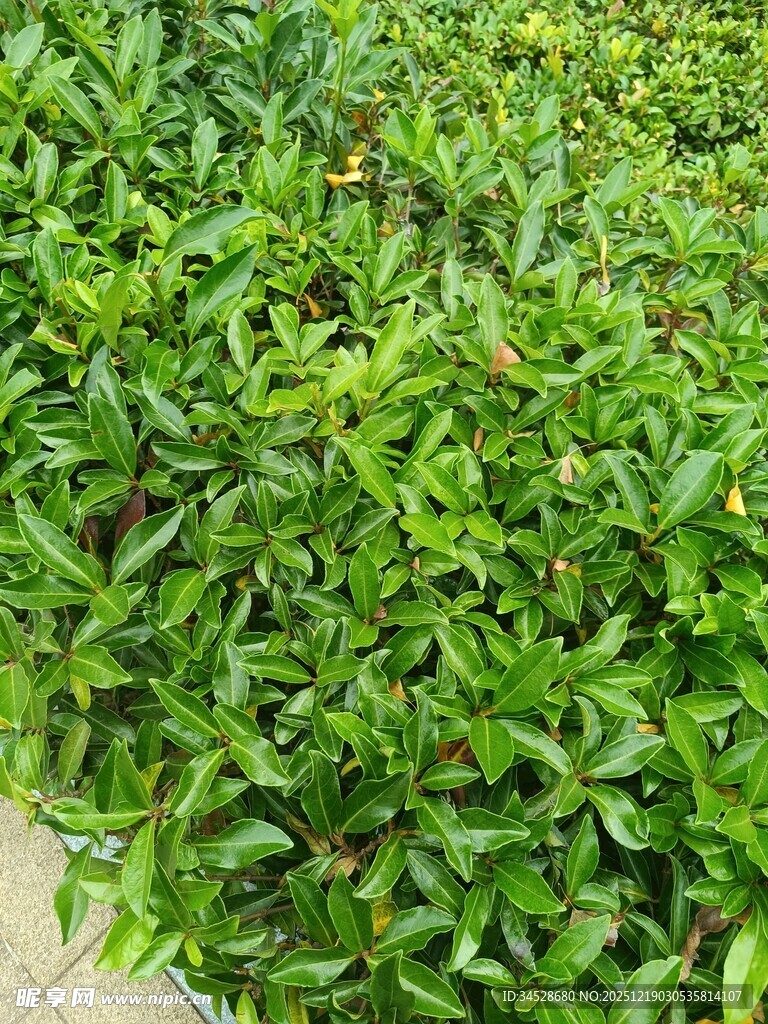 翠绿繁茂的低矮绿植景观