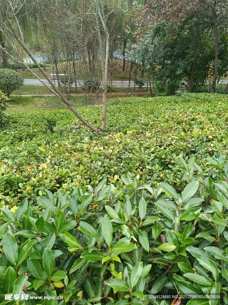 绿意盎然的植物景观