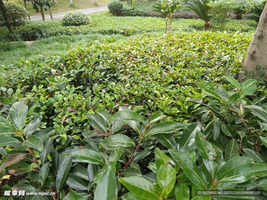 绿意盎然的繁茂植物景观