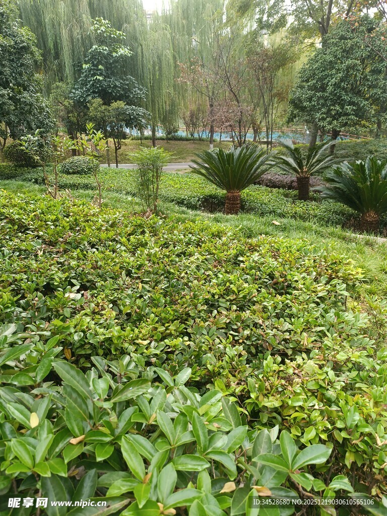 绿意盎然的园林景观