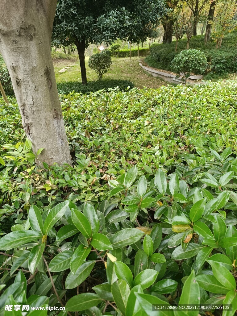 绿意盎然的园林植物景观