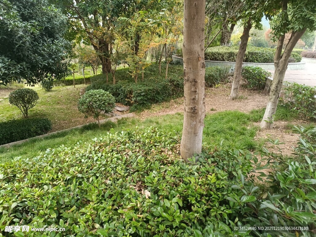 绿意盎然的园林景观