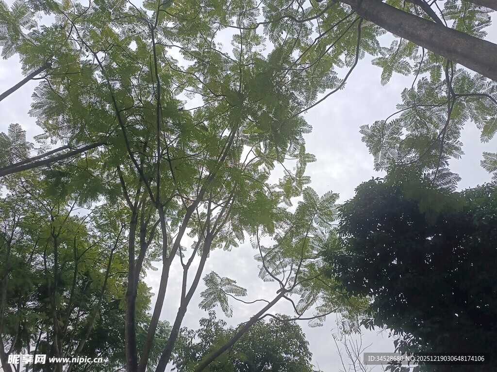 仰视视角下的繁茂绿树