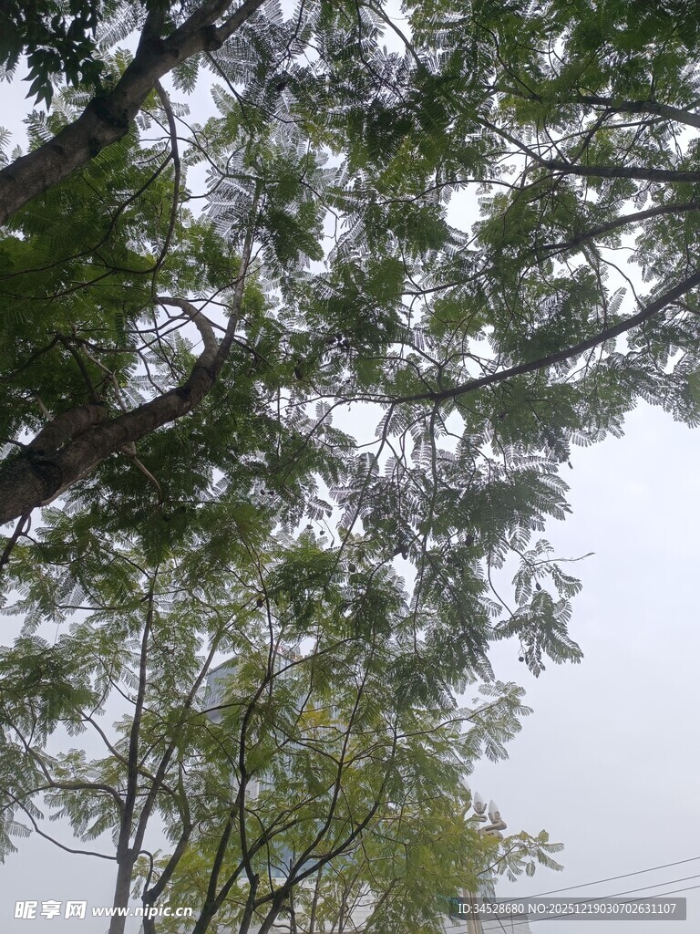 枝叶繁茂的树木景观