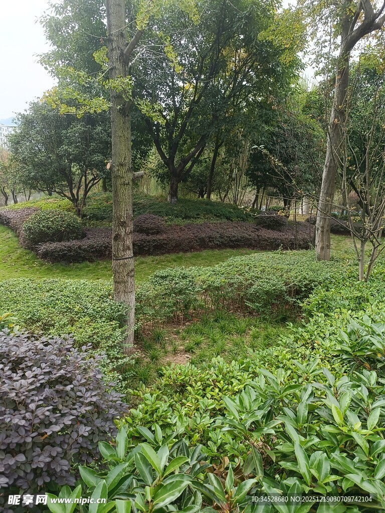 绿意盎然的园林景观