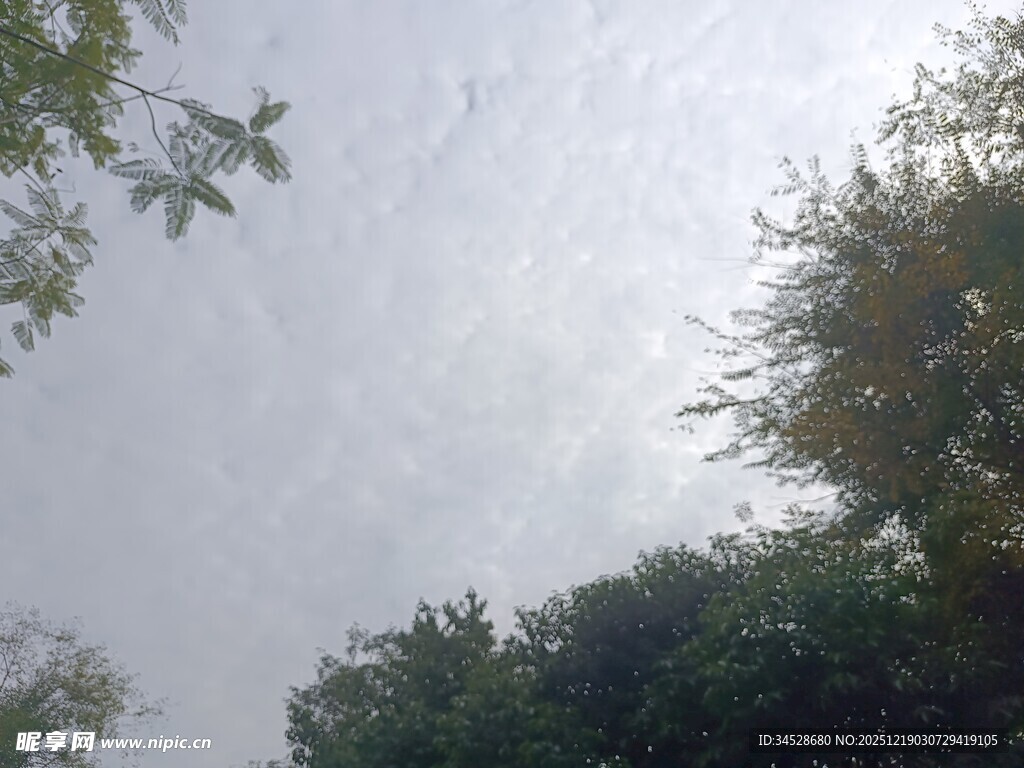 仰视天空中的树木枝叶