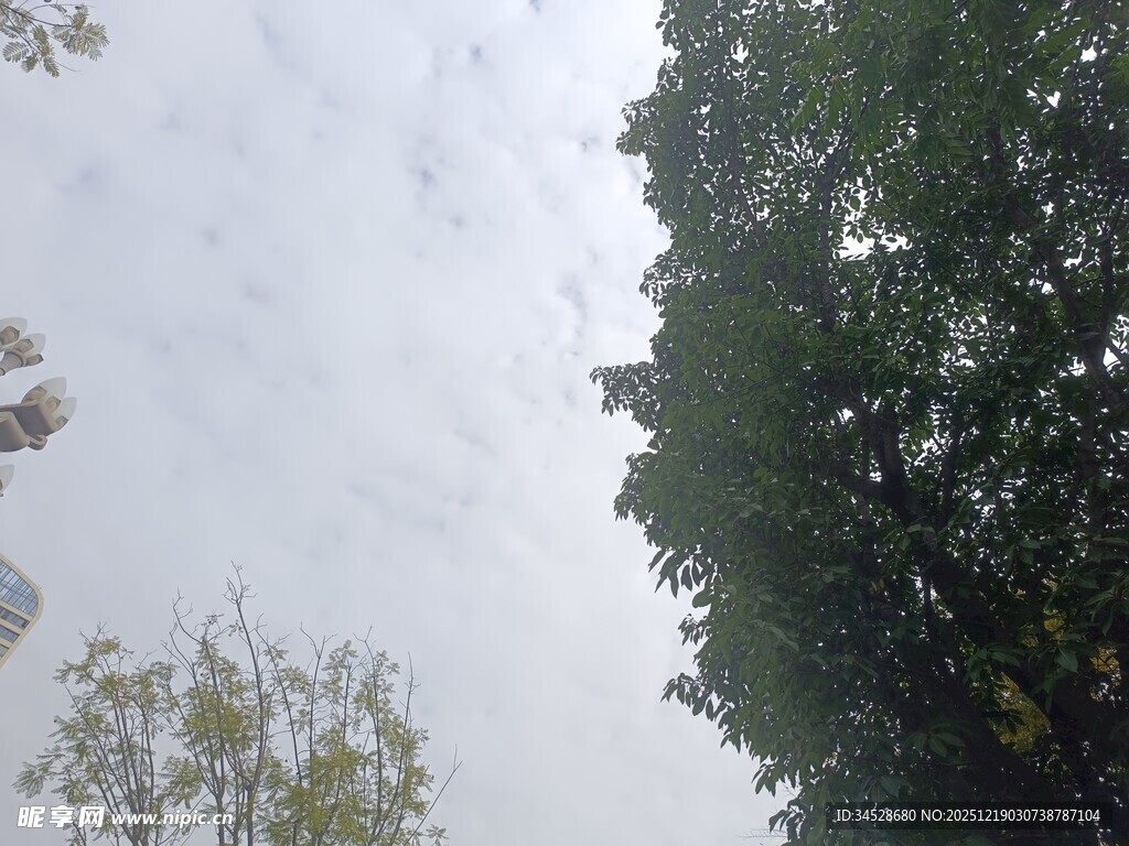 树林上空的朦胧天空