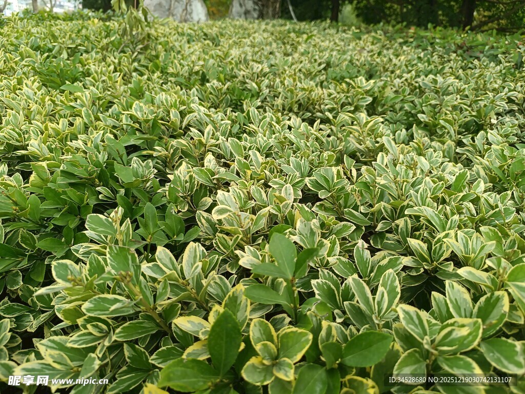 绿叶繁茂的植物景观
