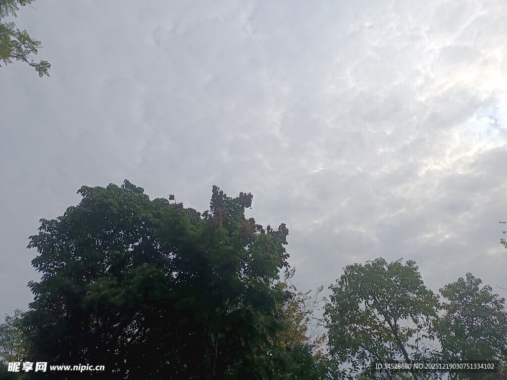 树梢之上的多云天空