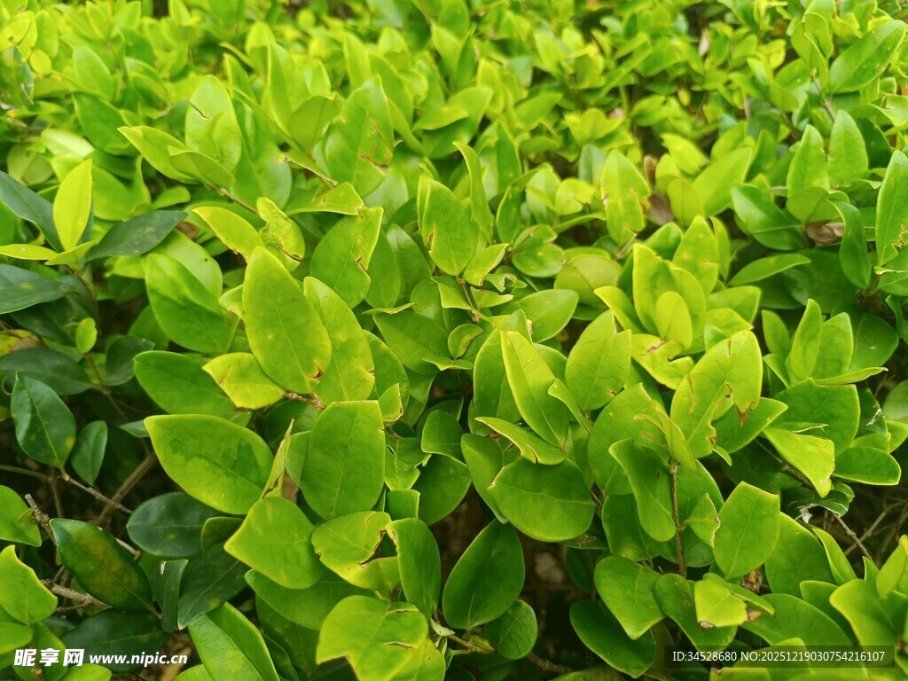 翠绿繁茂的叶片景观