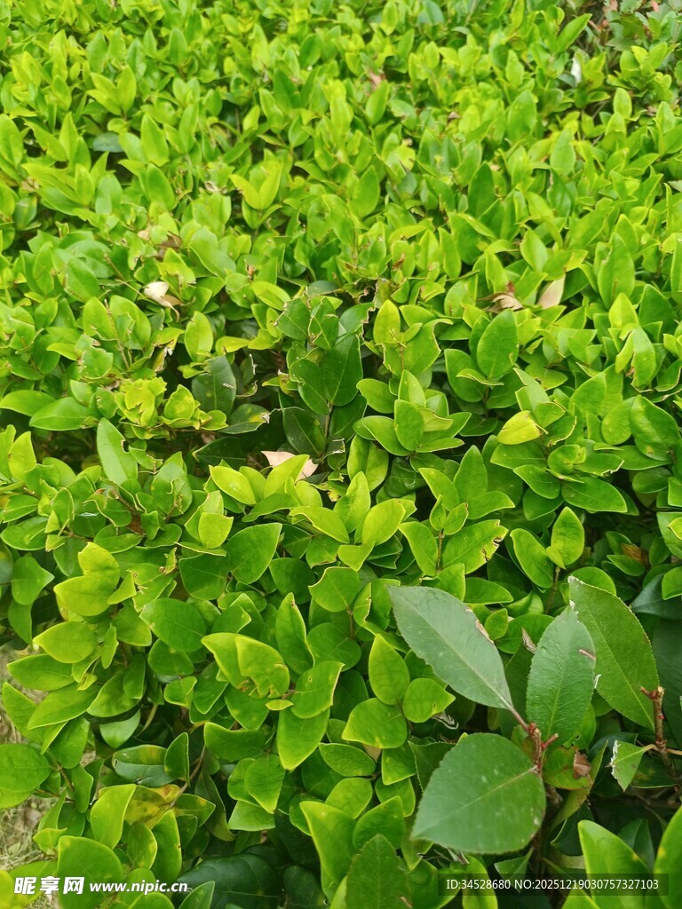 翠绿繁茂的绿叶植物