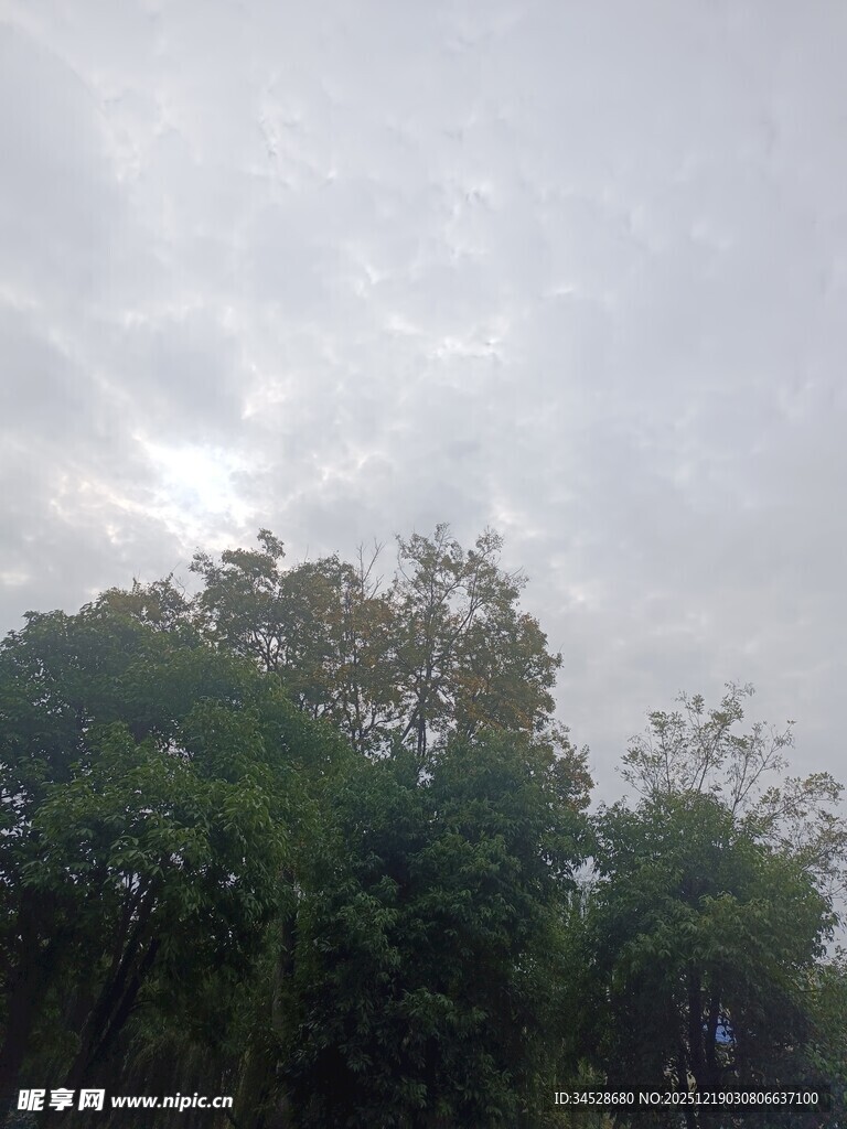 阴天中的茂密树林