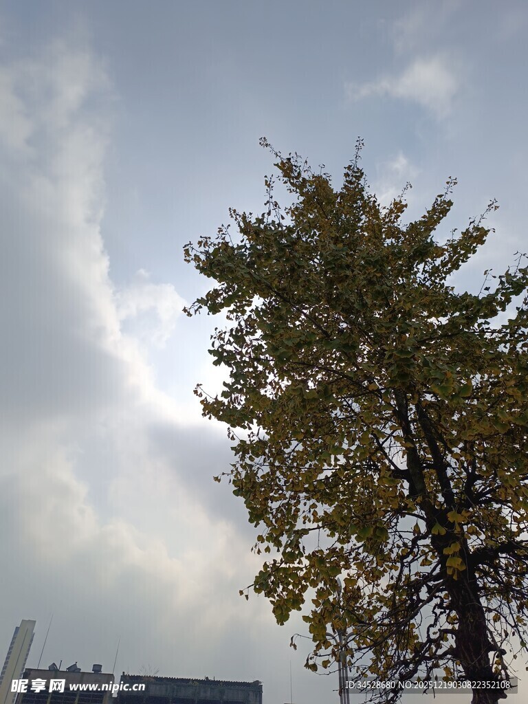 阳光下的挺拔树木