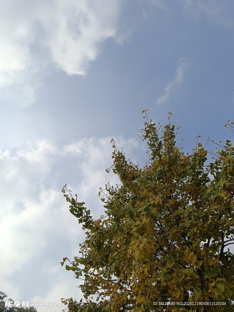 蓝天绿树间的清新景致