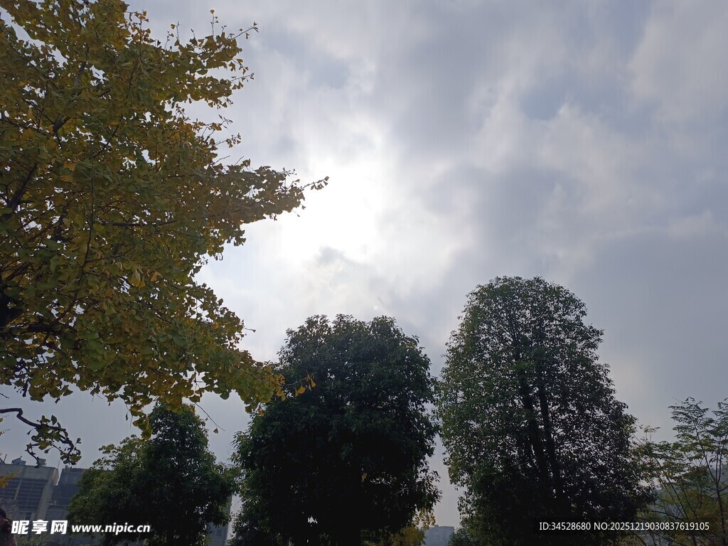 阳光下的树木与天空