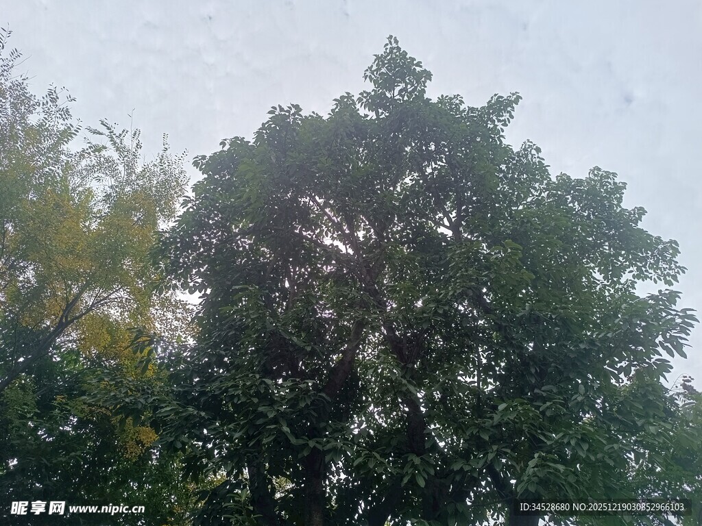 茂密树林中的高大树木