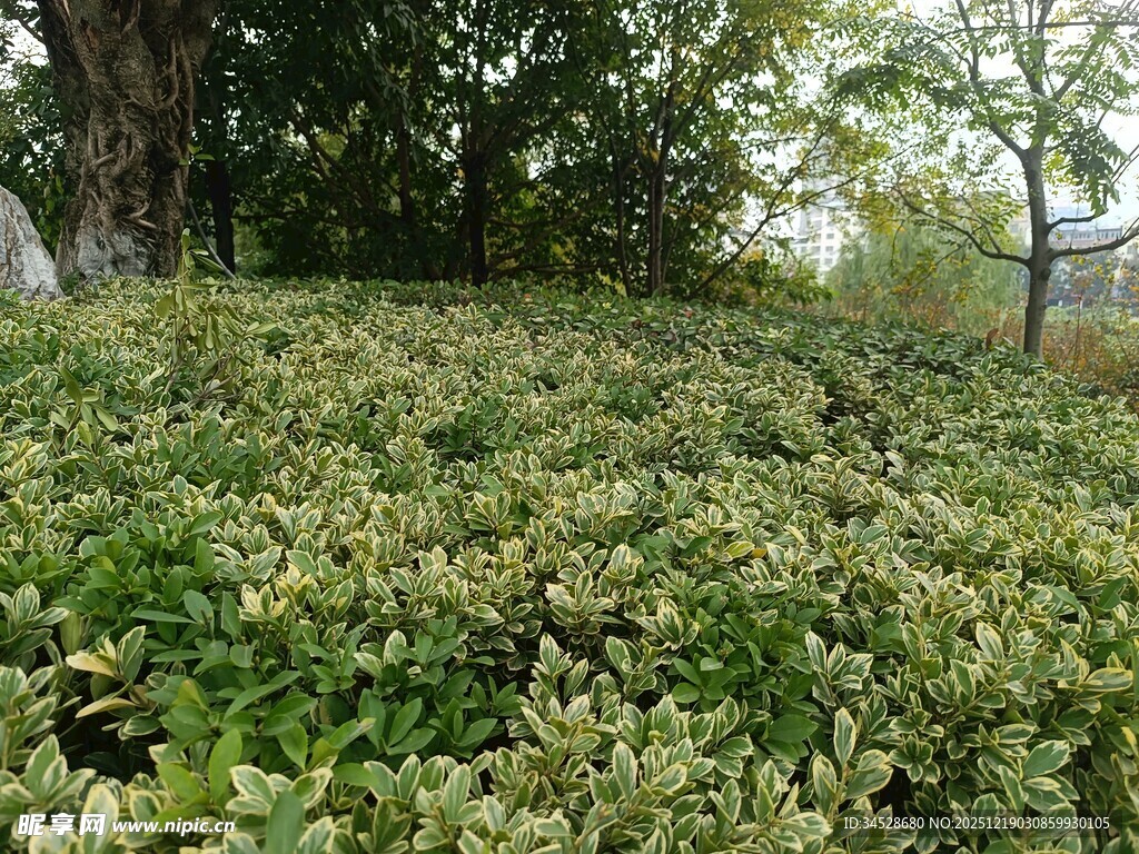繁茂绿植景观