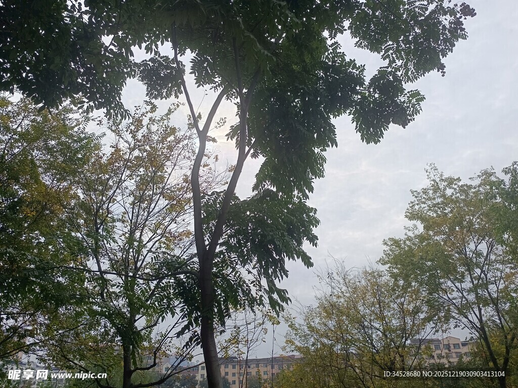 秋日树林中的树木景观