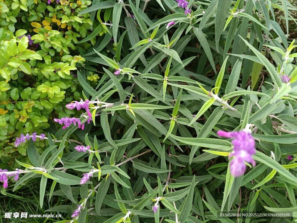 紫色花卉与绿叶植物景观