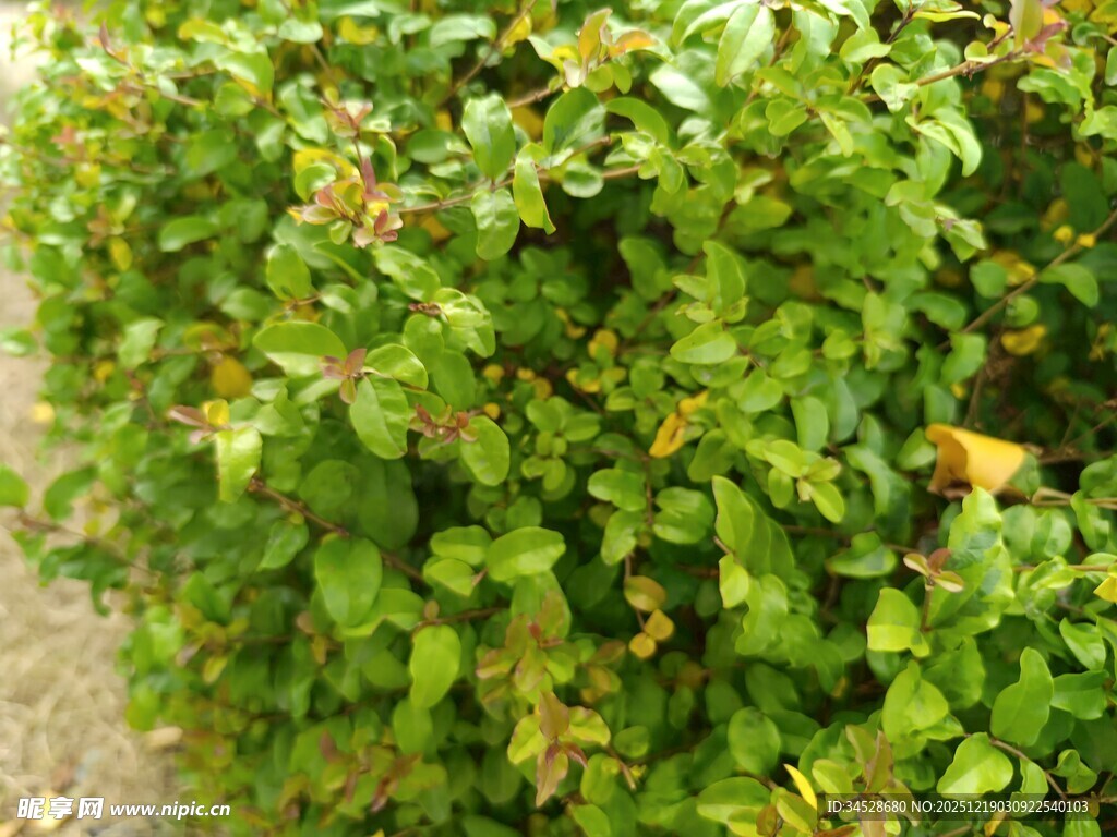 绿叶繁茂的灌木丛