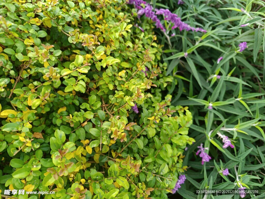 多彩绿植与紫色花卉景观