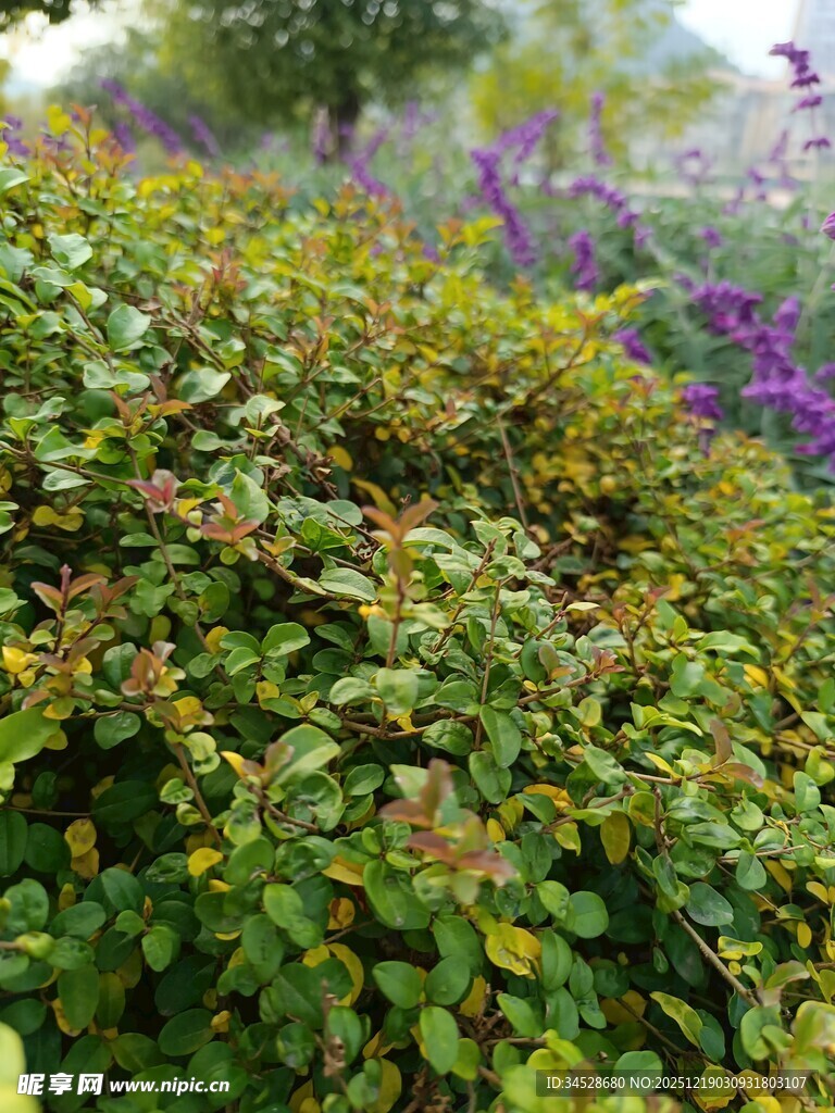 绿叶繁茂的多彩植物景观