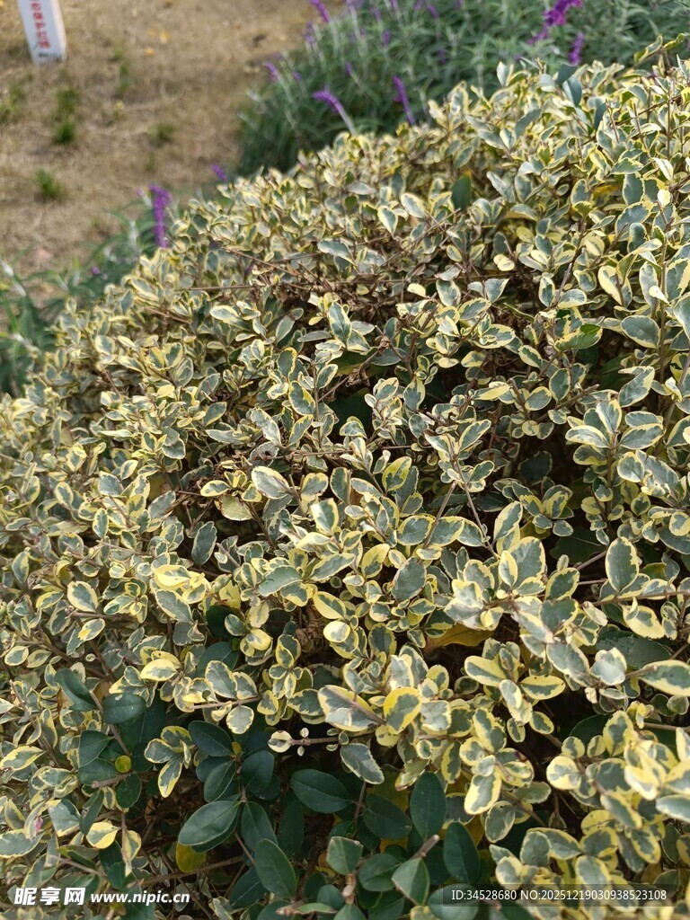 黄绿相间的植物景观