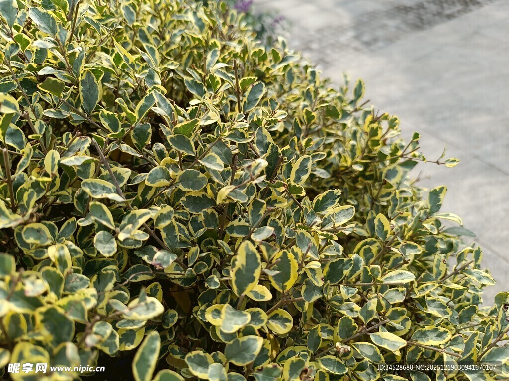 黄绿相间的繁茂植物