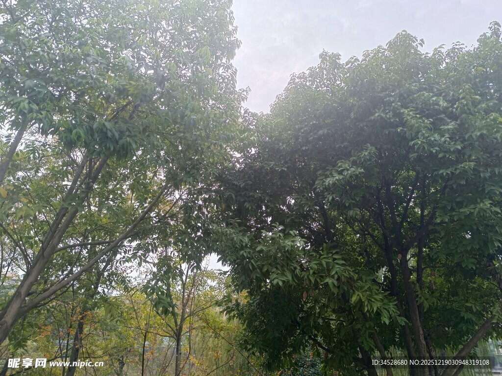 林间绿意盎然的树木景观