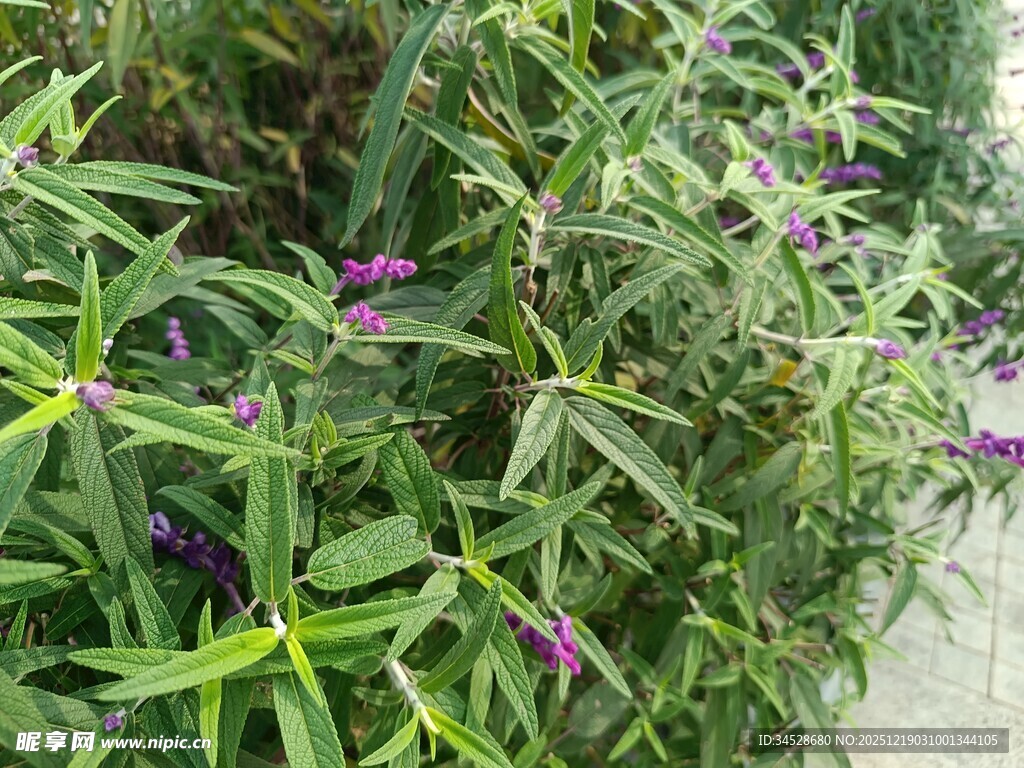 绿叶丛中的紫色小花