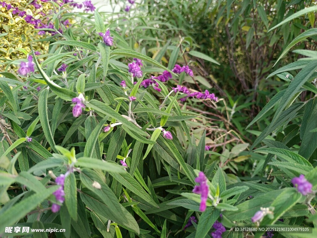 紫色花卉与绿叶的自然景致
