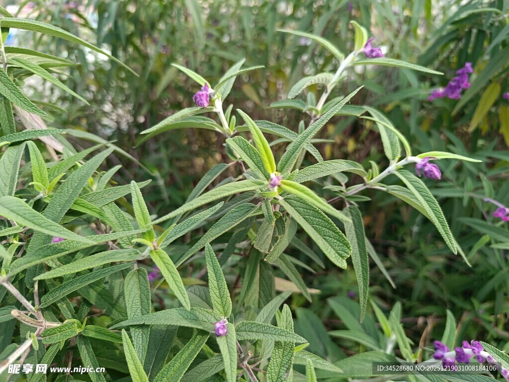 绿叶间的紫色小花