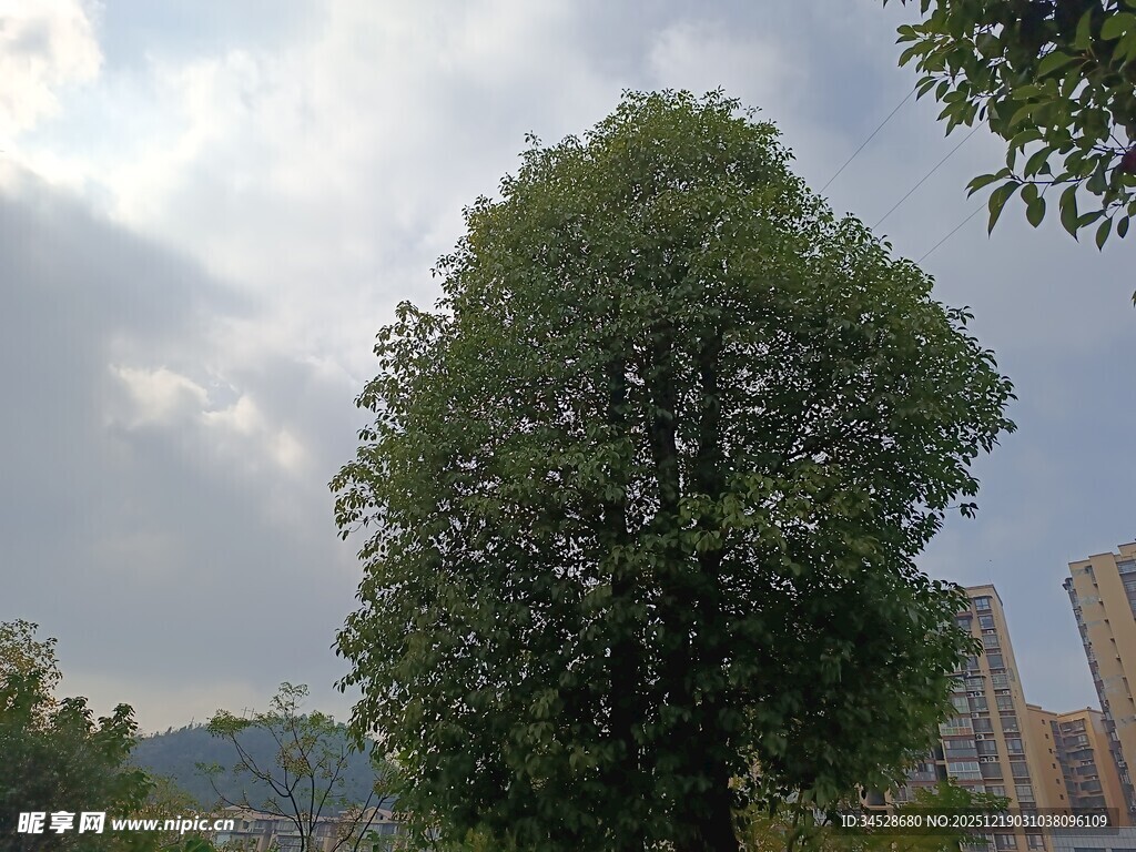 城市中茂盛的高大绿树