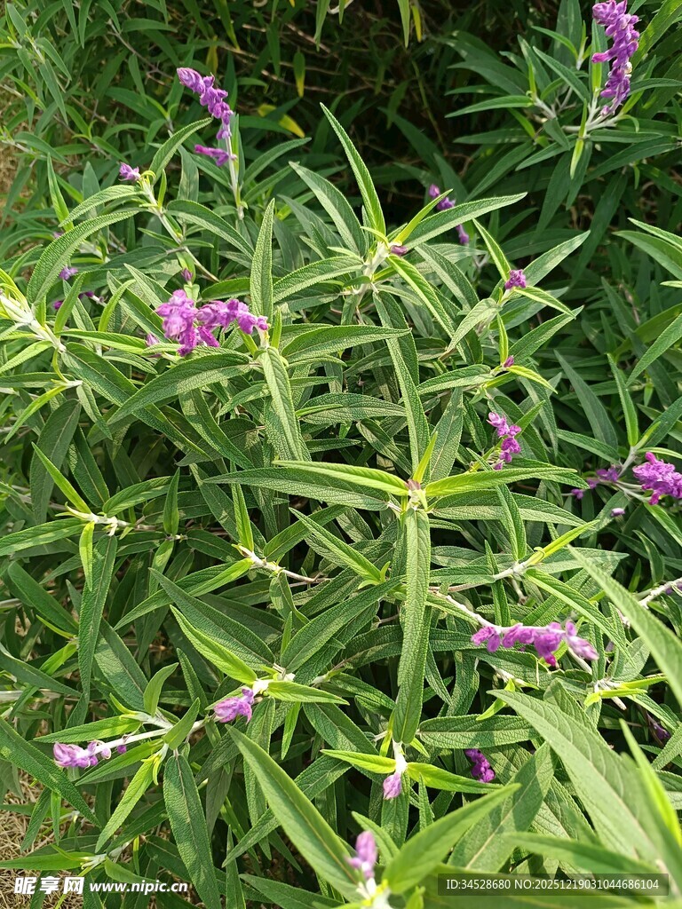 绿叶间绽放的紫色小花