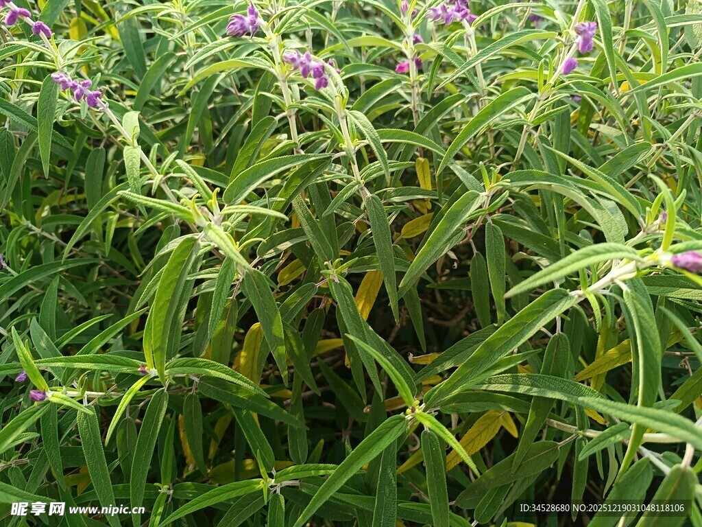 紫色小花点缀的绿色植物