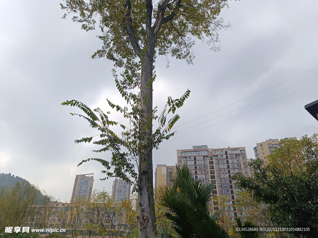 城市中挺拔的银杏树