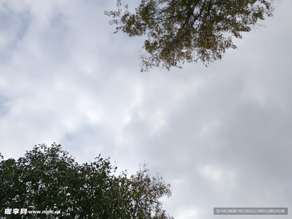 仰视天空中的树木与云朵