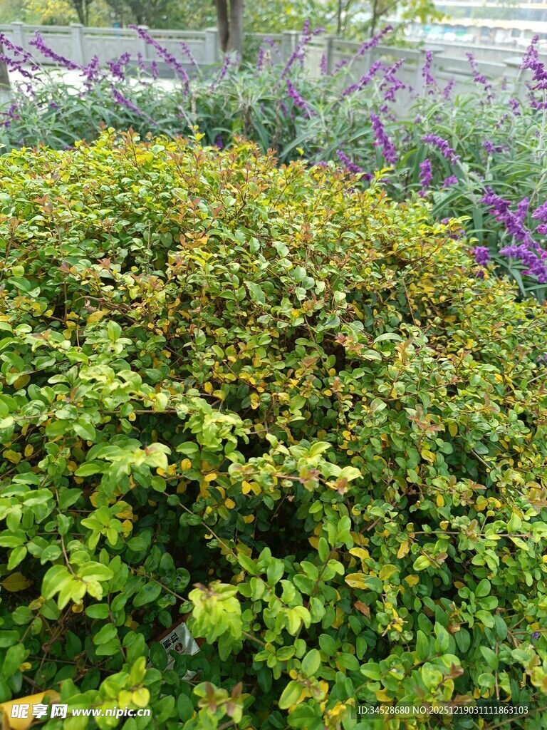 绿意盎然的繁茂灌木丛