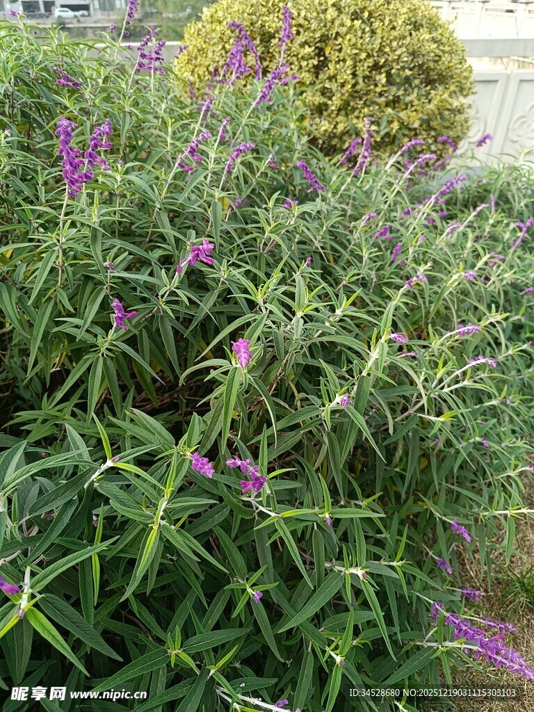 紫色花卉与绿叶植物景观